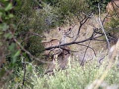 090516_Pilanesberg 097